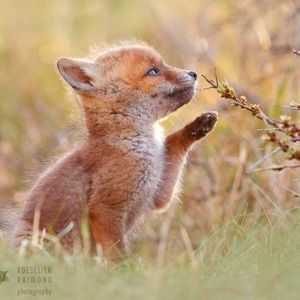 Meet your Posher, Saffiyah